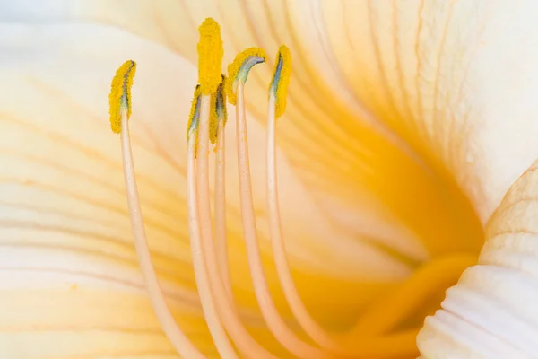 Lilly цвітіння — стокове фото