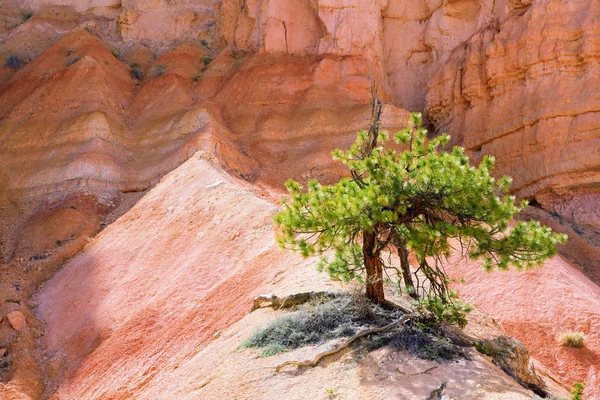 Lonetree in bryce canyon — Stockfoto