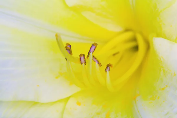 Fioritura della lilly — Foto Stock