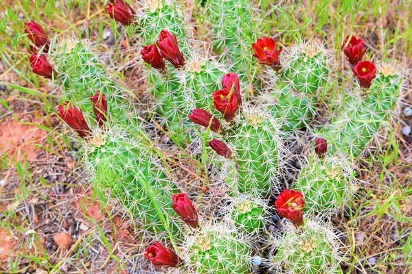 Květy červené kaktusů — Stock fotografie