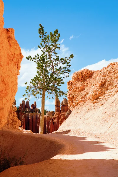 View Bryce Canyon Utah Showing Unique Rock Formations — Stock Photo, Image