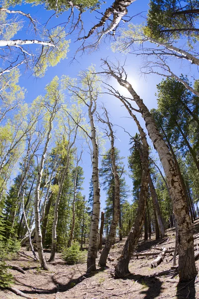 Осина Сосновый Лес Перекошенный Линзой — стоковое фото