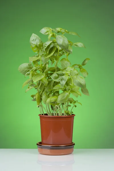 Basil Plant Een Pot Tegen Groene Achtergrond — Stockfoto