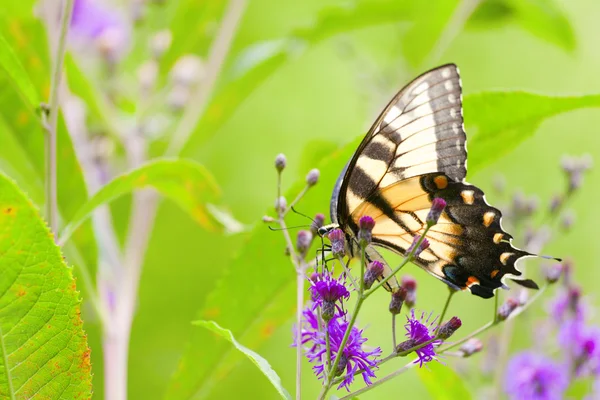 坐在一朵花上老虎燕尾蝴蝶的特写视图 — 图库照片