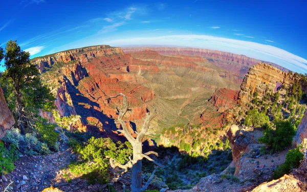 Fisheye View North Rim Grand Canyon — Stock Photo, Image