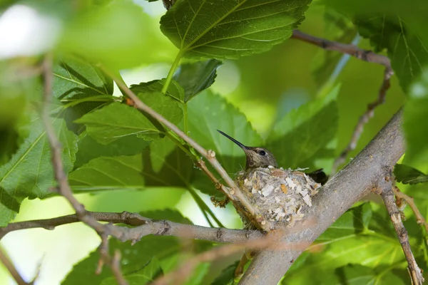 Gniazdo koliber — Zdjęcie stockowe