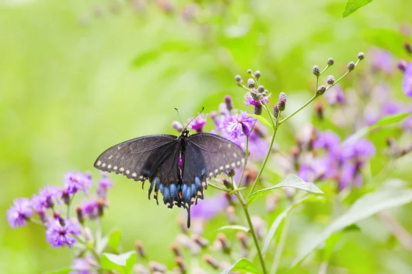 坐在一朵花上一只蝴蝶的特写视图 — 图库照片