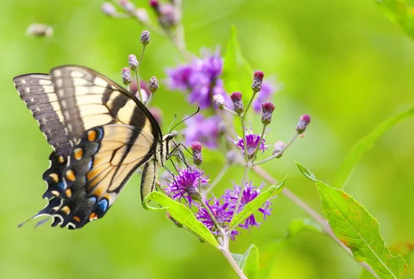 Tiger Swallowtail Butterfly — Stock Photo, Image
