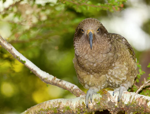Kea papuga — Zdjęcie stockowe
