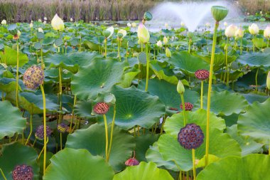 Lily Pond clipart