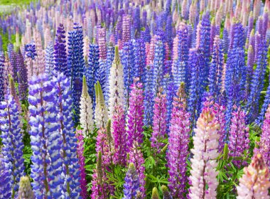 Lupin Flowers clipart