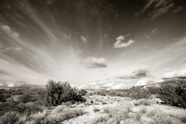 Hoge woestijn van Arizona — Stockfoto