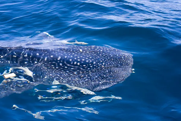 Spotting a whale shark — Stock Photo, Image