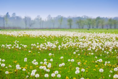 Dandelion field clipart