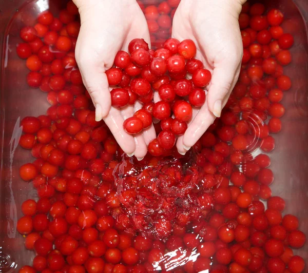 Washing cherries — Stock Photo, Image