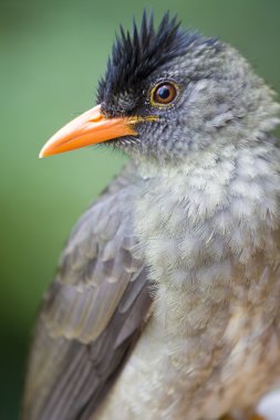 Seyşeller bulbul