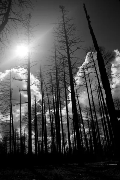 탄된 숲 — 스톡 사진