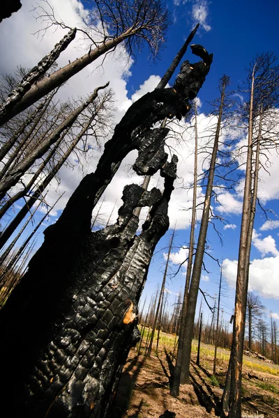 Árvore carbonizada — Fotografia de Stock
