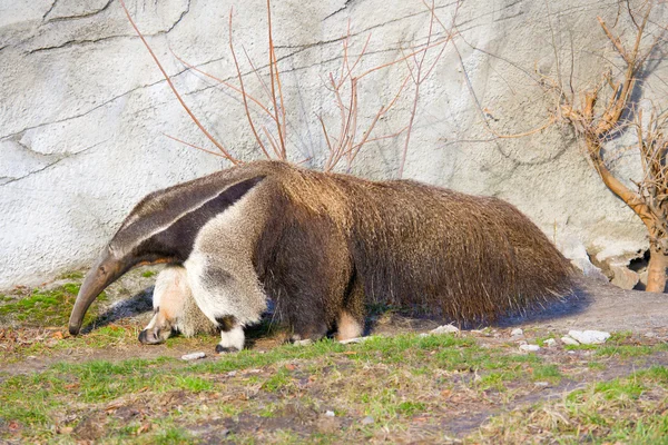 Anteater — Stockfoto