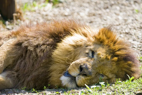 Lion at rest — Stock Photo, Image