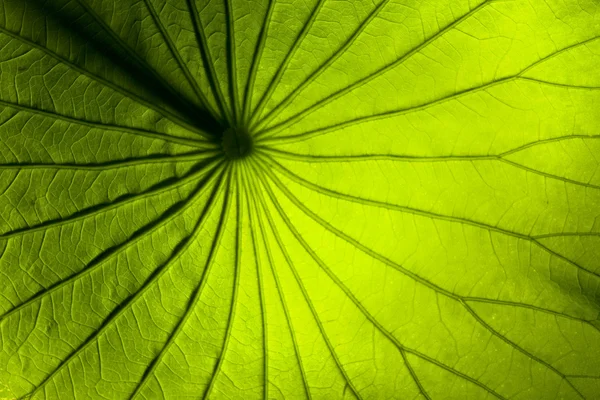 Lilia liść — Zdjęcie stockowe