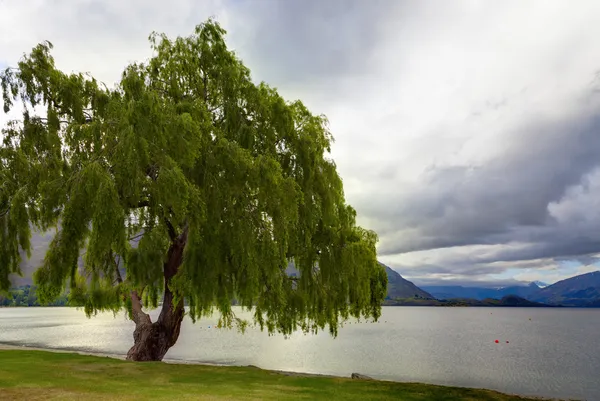 Lakeside дерево — стокове фото