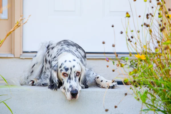 Dog by the door — Stock Photo, Image