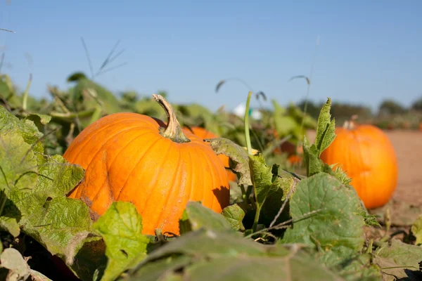 Pumpkin Patch — Stock Photo, Image