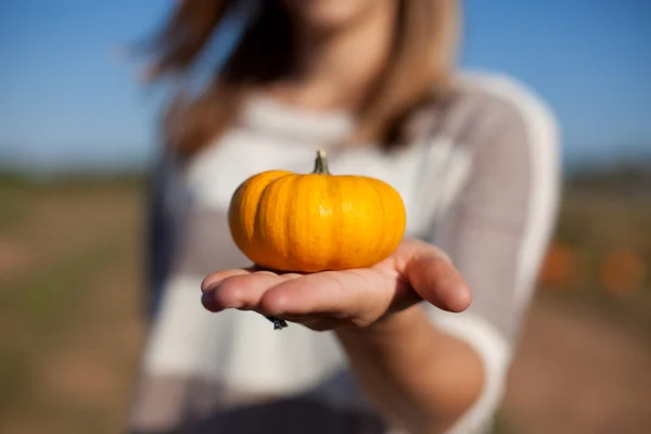 Baby Pumpkin — Stock Photo, Image