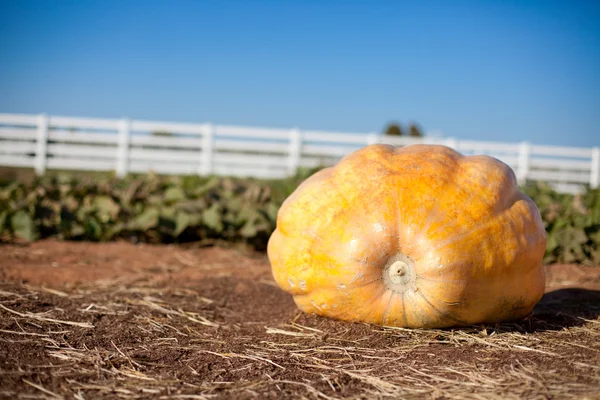 Large Organic Pumpkin — Stock Photo, Image