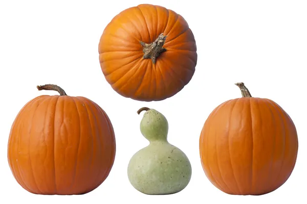 Pumpkins and Gourd — Stock Photo, Image