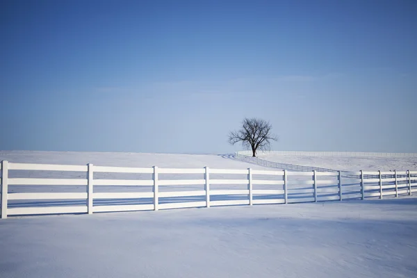 Jeden Strom Stojí Sám Poli Sněhem Bílou Vinutí Plot — Stock fotografie