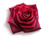 Červená růže (vektor)