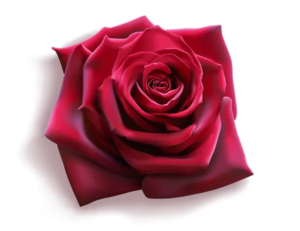 Rosa roja (vector ) — Vector de stock