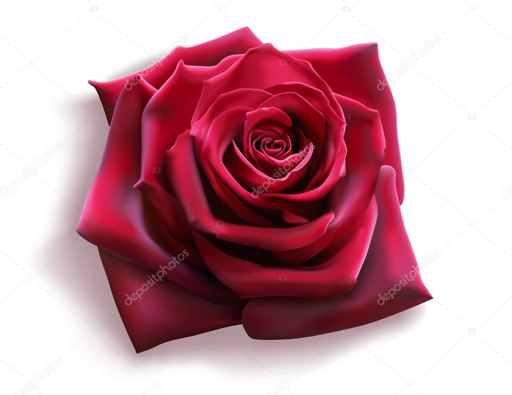 Red Rose (vector)