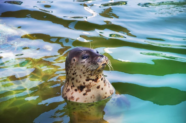 stock image Fur seal