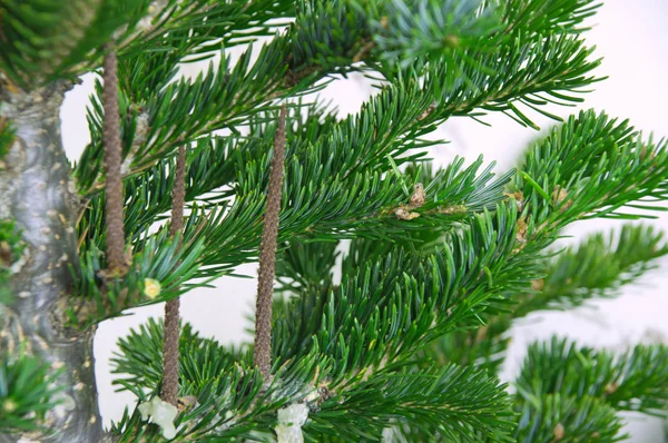 Kulak Halkaları Ağacıyla Kürk Kürk Ağaç Dalına — Stok fotoğraf
