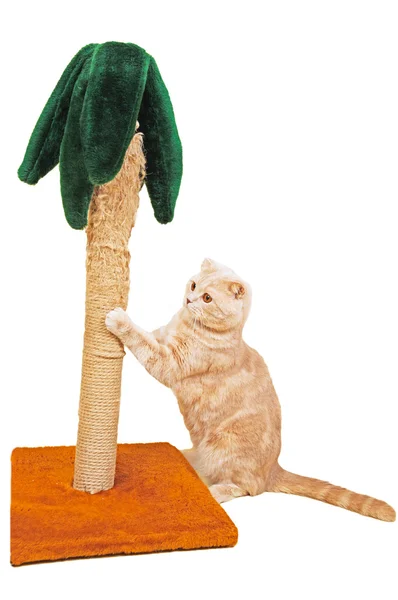 Gato afiando suas garras em uma palma — Fotografia de Stock