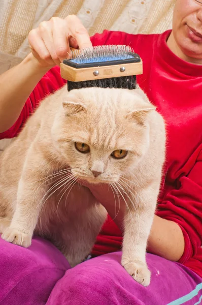Kedi fırça bakım — Stok fotoğraf