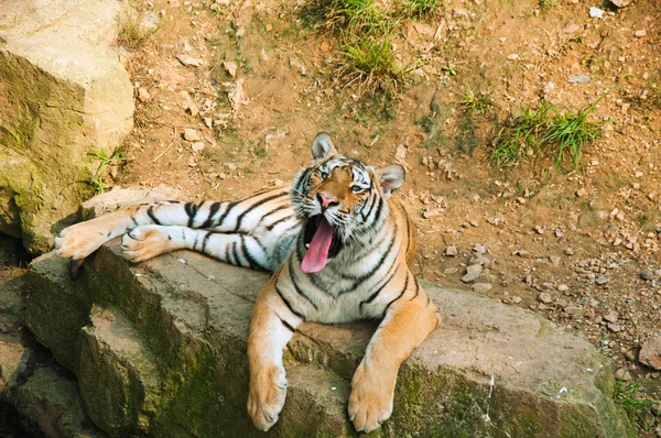 Tiger Lounging Rocha — Fotografia de Stock