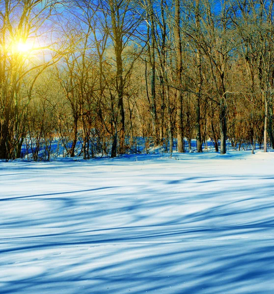松木枝桠的影子 在雪上的条纹 — 图库照片