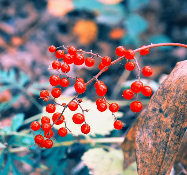Ripe Withering Viburnum Autumn Forest — Stock Photo, Image