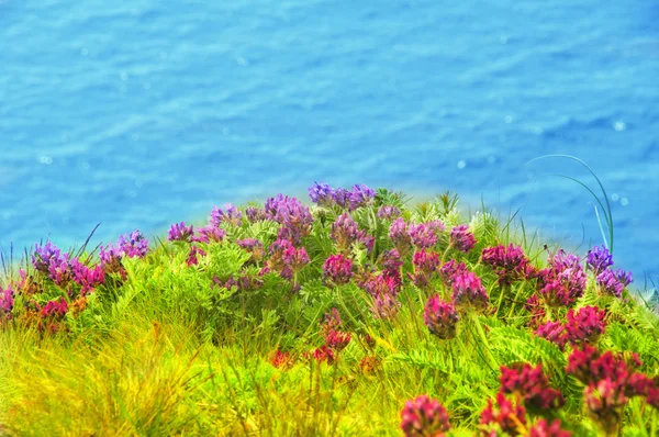 Flores silvestres roxas — Fotografia de Stock