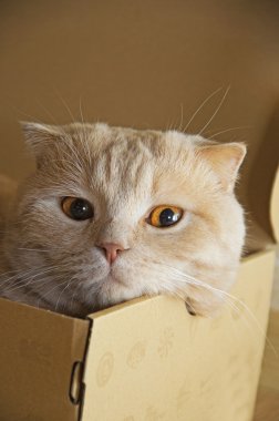 Cat in a box clipart