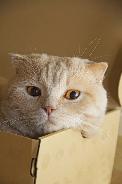 Chat dans une boîte — Photo