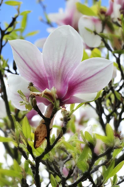 Magnolia — Photo
