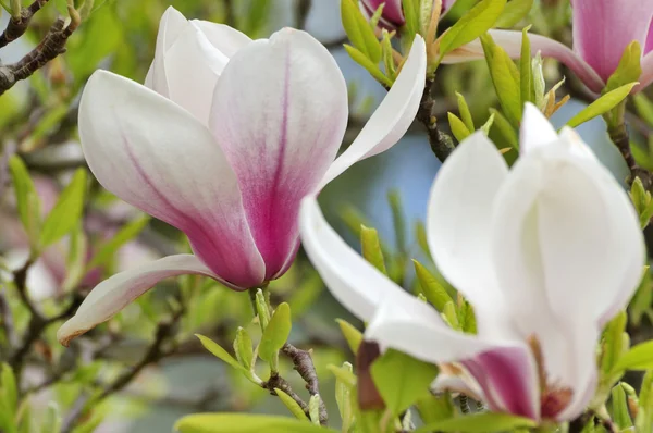 Magnolia Λουλούδι Στο Δέντρο — Φωτογραφία Αρχείου