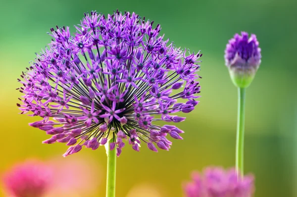 stock image Onion blossom in the spring