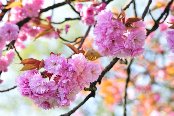 Cherry blossom Stock Image