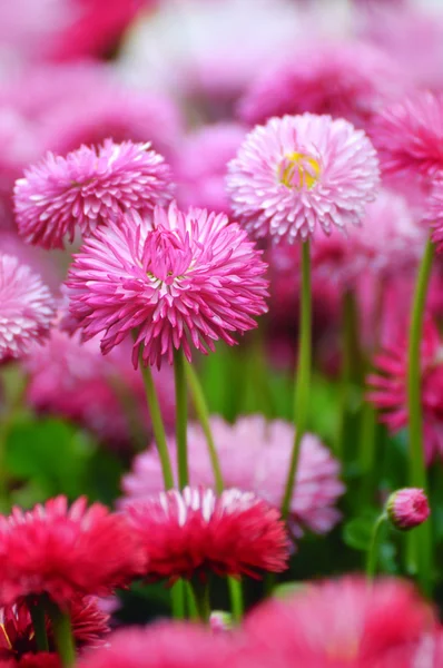 Pink Bellis Stock Picture